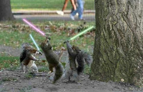 Sith Squirrels